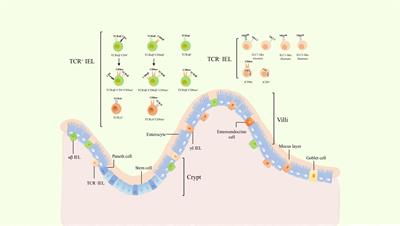 Development and function of natural TCR+ CD8αα+ intraepithelial lymphocytes